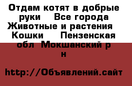 Отдам котят в добрые руки. - Все города Животные и растения » Кошки   . Пензенская обл.,Мокшанский р-н